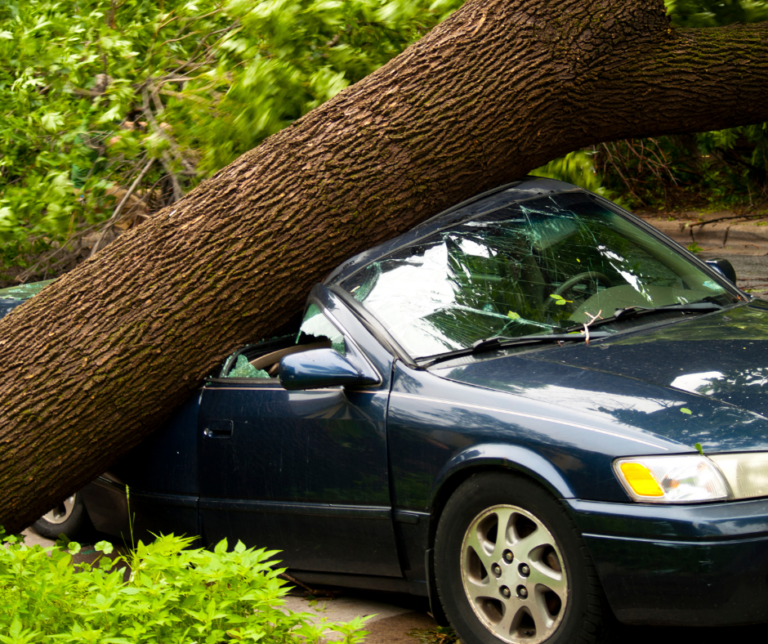 Does Homeowners Insurance Cover A Fallen Tree? Blog